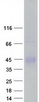 ZPBP2 Protein - Purified recombinant protein ZPBP2 was analyzed by SDS-PAGE gel and Coomassie Blue Staining