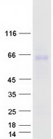 ZPLD1 Protein - Purified recombinant protein ZPLD1 was analyzed by SDS-PAGE gel and Coomassie Blue Staining