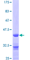 ZPR1 / ZNF259 Protein - 12.5% SDS-PAGE of human ZNF259 stained with Coomassie Blue
