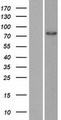 ZRANB1 / TRABID Protein - Western validation with an anti-DDK antibody * L: Control HEK293 lysate R: Over-expression lysate
