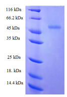 ZRANB2 / ZNF265 Protein