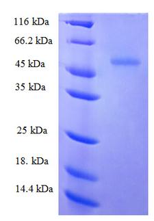 ZRANB2 / ZNF265 Protein
