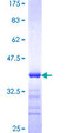 ZSCAN1 / MZF-1 Protein - 12.5% SDS-PAGE Stained with Coomassie Blue.