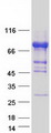ZSCAN18 / ZNF447 Protein - Purified recombinant protein ZSCAN18 was analyzed by SDS-PAGE gel and Coomassie Blue Staining