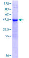 ZSCAN2 Protein - 12.5% SDS-PAGE of human ZSCAN2 stained with Coomassie Blue