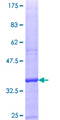ZSWIM2 Protein - 12.5% SDS-PAGE Stained with Coomassie Blue.