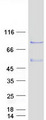ZSWIM3 Protein - Purified recombinant protein ZSWIM3 was analyzed by SDS-PAGE gel and Coomassie Blue Staining