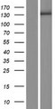 ZSWIM5 Protein - Western validation with an anti-DDK antibody * L: Control HEK293 lysate R: Over-expression lysate
