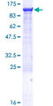 ZW10 Protein - 12.5% SDS-PAGE of human ZW10 stained with Coomassie Blue