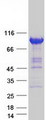 ZW10 Protein - Purified recombinant protein ZW10 was analyzed by SDS-PAGE gel and Coomassie Blue Staining