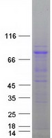 ZYG11B Protein - Purified recombinant protein ZYG11B was analyzed by SDS-PAGE gel and Coomassie Blue Staining