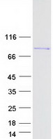 Zyxin Protein - Purified recombinant protein ZYX was analyzed by SDS-PAGE gel and Coomassie Blue Staining