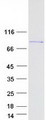 Zyxin Protein - Purified recombinant protein ZYX was analyzed by SDS-PAGE gel and Coomassie Blue Staining