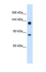 Hunchback / HB Antibody - Drosophila cell lysate. Antibody concentration: 0.25 ug/ml. Gel concentration: 8%.  This image was taken for the unconjugated form of this product. Other forms have not been tested.