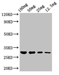 hupB Antibody - Positive Western Blot detected in Recombinant protein All lanes hupB antibody at 3 µg/ml Secondary Goat polyclonal to rabbit IgG at 1/50000 dilution. Predicted band size: 30 KDa. Observed band size: 30 KDa