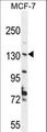 HUPF2 / UPF2 Antibody - UPF2 Antibody western blot of MCF-7 cell line lysates (35 ug/lane). The UPF2 antibody detected the UPF2 protein (arrow).