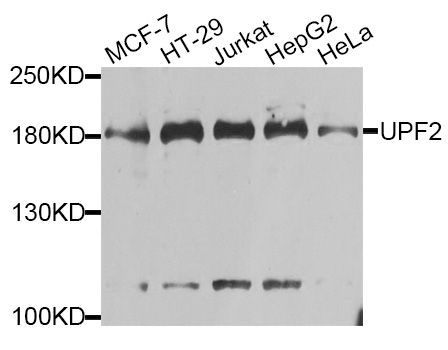 HUPF2 / UPF2 Antibody - Western blot analysis of extracts of various cell lines, using UPF2 antibody at 1:1000 dilution. The secondary antibody used was an HRP Goat Anti-Rabbit IgG (H+L) at 1:10000 dilution. Lysates were loaded 25ug per lane and 3% nonfat dry milk in TBST was used for blocking. An ECL Kit was used for detection and the exposure time was 60s.