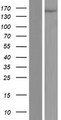 HUPF2 / UPF2 Protein - Western validation with an anti-DDK antibody * L: Control HEK293 lysate R: Over-expression lysate