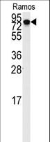 HURP / DLGAP5 Antibody - Western blot of anti-DLG7 Antibody in Ramos cell line lysates (35 ug/lane). DLG7(arrow) was detected using the purified antibody.