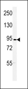 HURP / DLGAP5 Antibody - Western blot of DLG7 Antibody in 293 cell line lysates (35 ug/lane). DLG7 (arrow) was detected using the purified antibody.