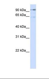 HURP / DLGAP5 Antibody - Transfected 293T cell lysate. Antibody concentration: 1.0 ug/ml. Gel concentration: 12%.  This image was taken for the unconjugated form of this product. Other forms have not been tested.