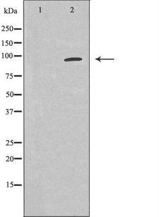 HURP / DLGAP5 Antibody - Western blot analysis of extracts of HEK293 cells using DLGAP5 antibody. The lane on the left is treated with the antigen-specific peptide.