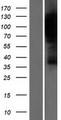 HURP / DLGAP5 Protein - Western validation with an anti-DDK antibody * L: Control HEK293 lysate R: Over-expression lysate