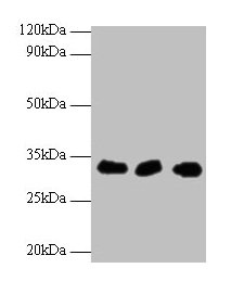 HUS1 Antibody - Western blot All lanes: Checkpoint protein HUS1 antibody at 2µg/ml Lane 1: Hela whole cell lysate Lane 2: 293T whole cell lysate Lane 2: A431 whole cell lysate Secondary Goat polyclonal to rabbit IgG at 1/10000 dilution Predicted band size: 32, 30 kDa Observed band size: 32 kDa