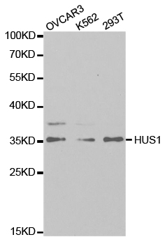HUS1 Antibody - Western blot analysis of extracts of various cell lines.