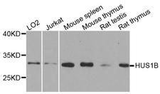 HUS1B Antibody - Western blot analysis of extracts of various cell lines.