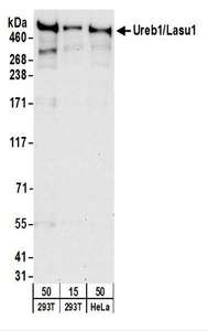 HUWE1 / ARFBP1 Antibody - Detection of Human Ureb1/Lasu1 by Western Blot. Samples: Whole cell lysate from 293T (15 and 50 ug), and HeLa (50 ug) cells. Antibodies: Affinity purified rabbit anti-Ureb1/Lasu1 antibody used for WB at 1 ug/ml. Detection: Chemiluminescence with an exposure time of 30 seconds.