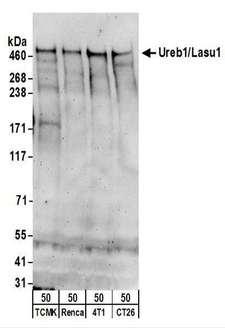 HUWE1 / ARFBP1 Antibody - Detection of Mouse Ureb1/Lasu1 by Western Blot. Samples: Whole cell lysate (50 ug) from TCMK-1, Renca, 4T1, and CT26.WT cells. Antibodies: Affinity purified rabbit anti-Ureb1/Lasu1 antibody used for WB at 1 ug/ml. Detection: Chemiluminescence with an exposure time of 3 minutes.