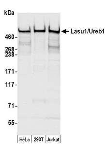 HUWE1 / ARFBP1 Antibody - Detection of human Lasu1/Ureb1 by western blot. Samples: Whole cell lysate (50 µg) from HeLa, HEK293T, and Jurkat cells prepared using NETN lysis buffer. Antibody: Affinity purified rabbit anti-Lasu1/Ureb1 antibody used for WB at 0.1 µg/ml. Detection: Chemiluminescence with an exposure time of 3 seconds.