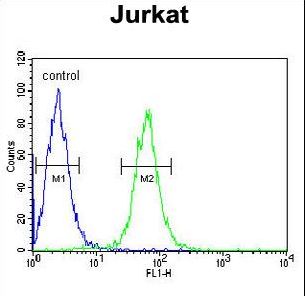 HVCN1 / HV1 Antibody - HVCN1 Antibody flow cytometry of Jurkat cells (right histogram) compared to a negative control cell (left histogram). FITC-conjugated goat-anti-rabbit secondary antibodies were used for the analysis.