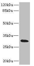 HVCN1 / HV1 Antibody - Western blot All Lanes: HVCN1 antibody IgG at 1.17ug/ml+ Raji whole cell lysate Secondary Goat polyclonal to rabbit IgG at 1/10000 dilution Predicted band size: 32,28,30 kDa Observed band size: 32 kDa