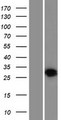 HVCN1 / HV1 Protein - Western validation with an anti-DDK antibody * L: Control HEK293 lysate R: Over-expression lysate