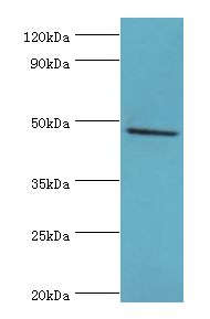 HYAL1 Antibody - Western blot. All lanes: HYAL1 antibody at 2 ug/ml+HepG2 whole cell lysate. Secondary antibody: Goat polyclonal to rabbit at 1:10000 dilution. Predicted band size: 48 kDa. Observed band size: 48 kDa.