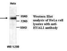 HYAL1 Antibody