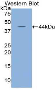 HYAL2 Antibody - Western blot of recombinant HYAL2.  This image was taken for the unconjugated form of this product. Other forms have not been tested.