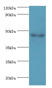 HYAL3 Antibody - Western blot. All lanes: HYAL3 antibody at 4 ug/ml+mouse liver tissue. Secondary antibody: Goat polyclonal to rabbit at 1:10000 dilution. Predicted band size: 46 kDa. Observed band size: 46 kDa.