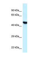 HYAL3 Antibody - HYAL3 antibody Western blot of MCF7 Cell lysate. Antibody concentration 1 ug/ml.  This image was taken for the unconjugated form of this product. Other forms have not been tested.