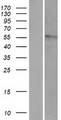 HYAL4 Protein - Western validation with an anti-DDK antibody * L: Control HEK293 lysate R: Over-expression lysate