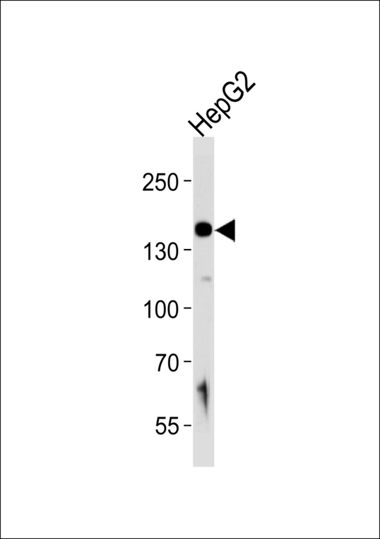 HYOU1 / ORP150 Antibody - Western blot of lysate from HepG2 cell line, using HYOU1 Antibody. Antibody was diluted at 1:1000 at each lane. A goat anti-rabbit IgG H&L (HRP) at 1:5000 dilution was used as the secondary antibody. Lysate at 35ug per lane.
