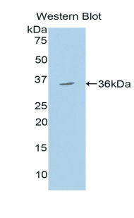 HYOU1 / ORP150 Antibody - Western blot of recombinant HYOU1 / ORP150.  This image was taken for the unconjugated form of this product. Other forms have not been tested.
