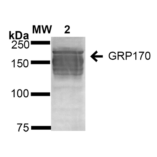 HYOU1 / ORP150 Antibody - Western Blot analysis of Human Embryonic kidney epithelial cell line (HEK293) lysates showing detection of ~170 kDa GRP170 protein using Mouse Anti-GRP170 Monoclonal Antibody, Clone 6G7-2H5. Lane 1: Molecular Weight Ladder (MW). Lane 2: HEK-293 cell lysate. Load: 20 µg. Block: 2% BSA and 2% Skim Milk in 1X TBST. Primary Antibody: Mouse Anti-GRP170 Monoclonal Antibody  at 1:1000 for 16 hours at 4°C. Secondary Antibody: Goat Anti-Mouse IgG: HRP at 1:100 for 60 min at RT. Color Development: ECL solution for 6 min in RT. Predicted/Observed Size: ~170 kDa.