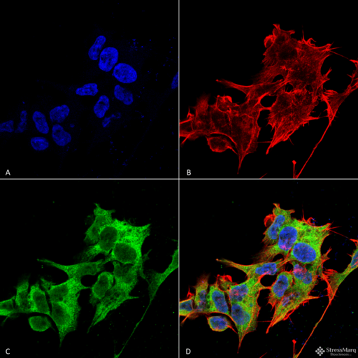 HYOU1 / ORP150 Antibody - Immunocytochemistry/Immunofluorescence analysis using Mouse Anti-GRP170 Monoclonal Antibody, Clone 6G7-2H5. Tissue: Neuroblastoma cell line (SK-N-BE). Species: Human. Fixation: 4% Formaldehyde for 15 min at RT. Primary Antibody: Mouse Anti-GRP170 Monoclonal Antibody  at 1:100 for 60 min at RT. Secondary Antibody: Goat Anti-Mouse ATTO 488 at 1:100 for 60 min at RT. Counterstain: Phalloidin Texas Red F-Actin stain; DAPI (blue) nuclear stain at 1:1000, 1:5000 for 60min RT, 5min RT. Localization: Cytoplasm, Endoplasmic Reticulum. Magnification: 60X. (A) DAPI (blue) nuclear stain. (B) Phalloidin Texas Red F-Actin stain. (C) GRP170 Antibody. (D) Composite.