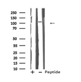 HYOU1 / ORP150 Antibody - Western blot analysis of HYOU1 using COS7 whole cells lysates
