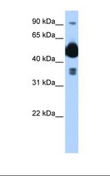 HYPE / FICD Antibody - Transfected 293T cell lysate. Antibody concentration: 0.25 ug/ml. Gel concentration: 12%.  This image was taken for the unconjugated form of this product. Other forms have not been tested.