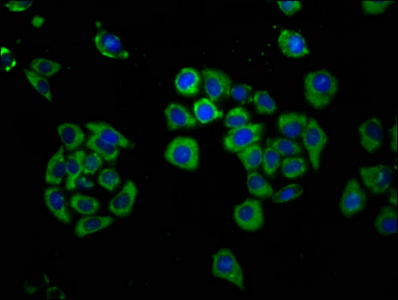HYPE / FICD Antibody - Immunofluorescence staining of PC3 cells at a dilution of 1:166, counter-stained with DAPI. The cells were fixed in 4% formaldehyde, permeabilized using 0.2% Triton X-100 and blocked in 10% normal Goat Serum. The cells were then incubated with the antibody overnight at 4°C.The secondary antibody was Alexa Fluor 488-congugated AffiniPure Goat Anti-Rabbit IgG (H+L) .