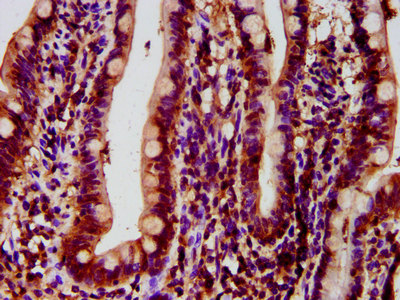 HYPE / FICD Antibody - Immunohistochemistry image at a dilution of 1:500 and staining in paraffin-embedded human small intestine tissue performed on a Leica BondTM system. After dewaxing and hydration, antigen retrieval was mediated by high pressure in a citrate buffer (pH 6.0) . Section was blocked with 10% normal goat serum 30min at RT. Then primary antibody (1% BSA) was incubated at 4 °C overnight. The primary is detected by a biotinylated secondary antibody and visualized using an HRP conjugated SP system.